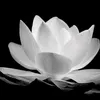 lichhoang6416