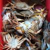 akak_jual_ketam