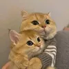 gnafairy
