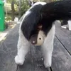tapchoitsb7