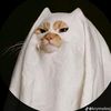 ospanshal