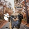 roscoewasafairyy_