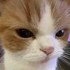 cinnm0nroll._cat
