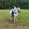 ebba.hastkonto5