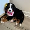 Nala the Bernese