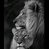king_night77