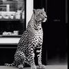 razan_284