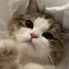 mimodepet3