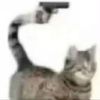 cat.black6661