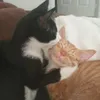 shekwisidbr