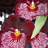 orquideas89