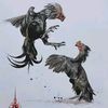 menang_hayang2