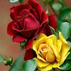 miss.ruma45