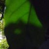 dungeddeng