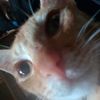 fitri.miawww604