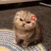 nguynthnhtimoso