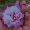 noyon.vai.002