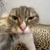 kava_saky