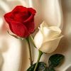 user86161742616620