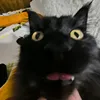 sho_99222