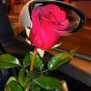 user8013765790236