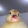 eddsunshinee