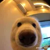 ducwz.s1tg