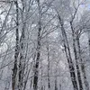zinaida.ribak