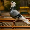bc_birdfarm9