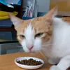 toibinguaidohaycuutoi