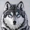 wolf.tripoli