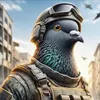 pigeon