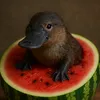 ornyponky