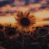 lifebeatifuledits