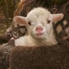 the_lamb0