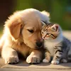 Cat_and_Dog