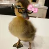 pessy_fofinha