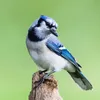 bluejayjune