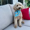 mr.kruzthegoldendoodle