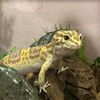 danis.dragons