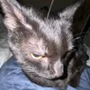 mewlogger
