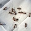 resist.ants