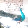 waheed.ahmad0646