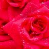 lawanibrahim286