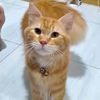 leo_embul1