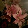 mavis.mainn
