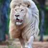 sharif.unos