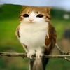 mr_white.8923