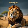 alisougour249