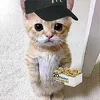 elean_vemi